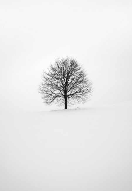 Photo of a tree in black and white. Minimalist style. Finershots. Photo credit to Fabrice Villard on Unsplash.